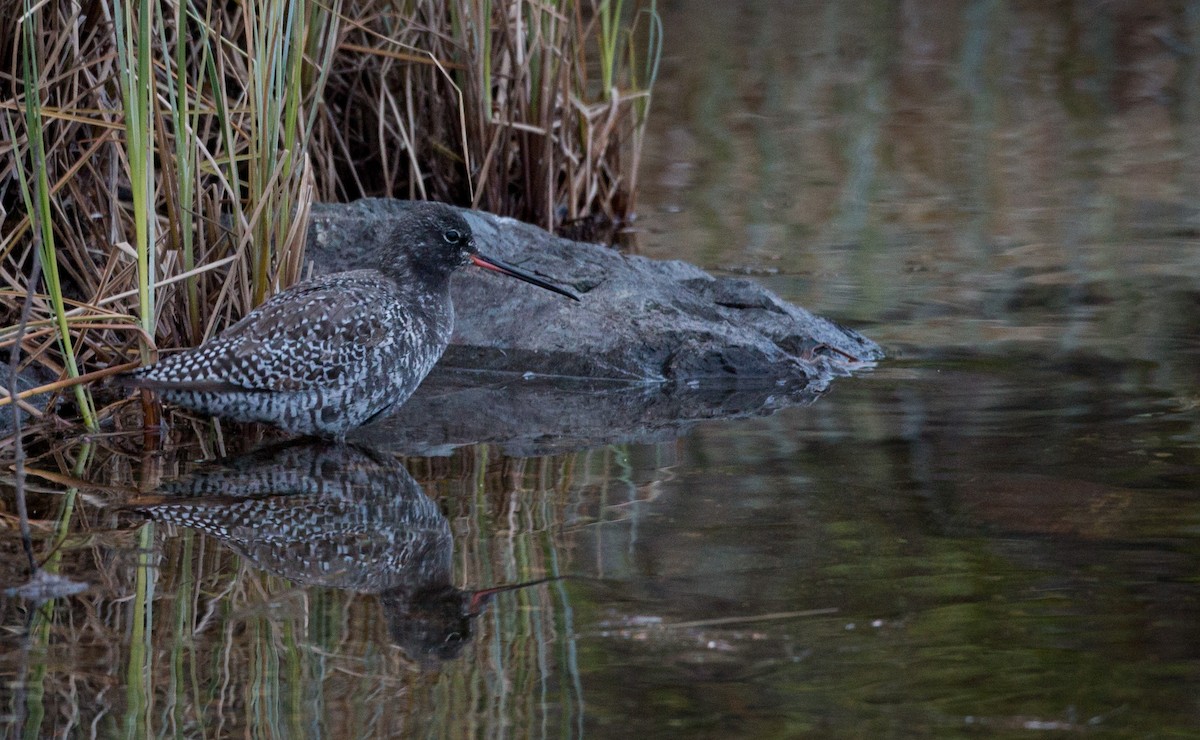 Spotted Redshank - ML42546131