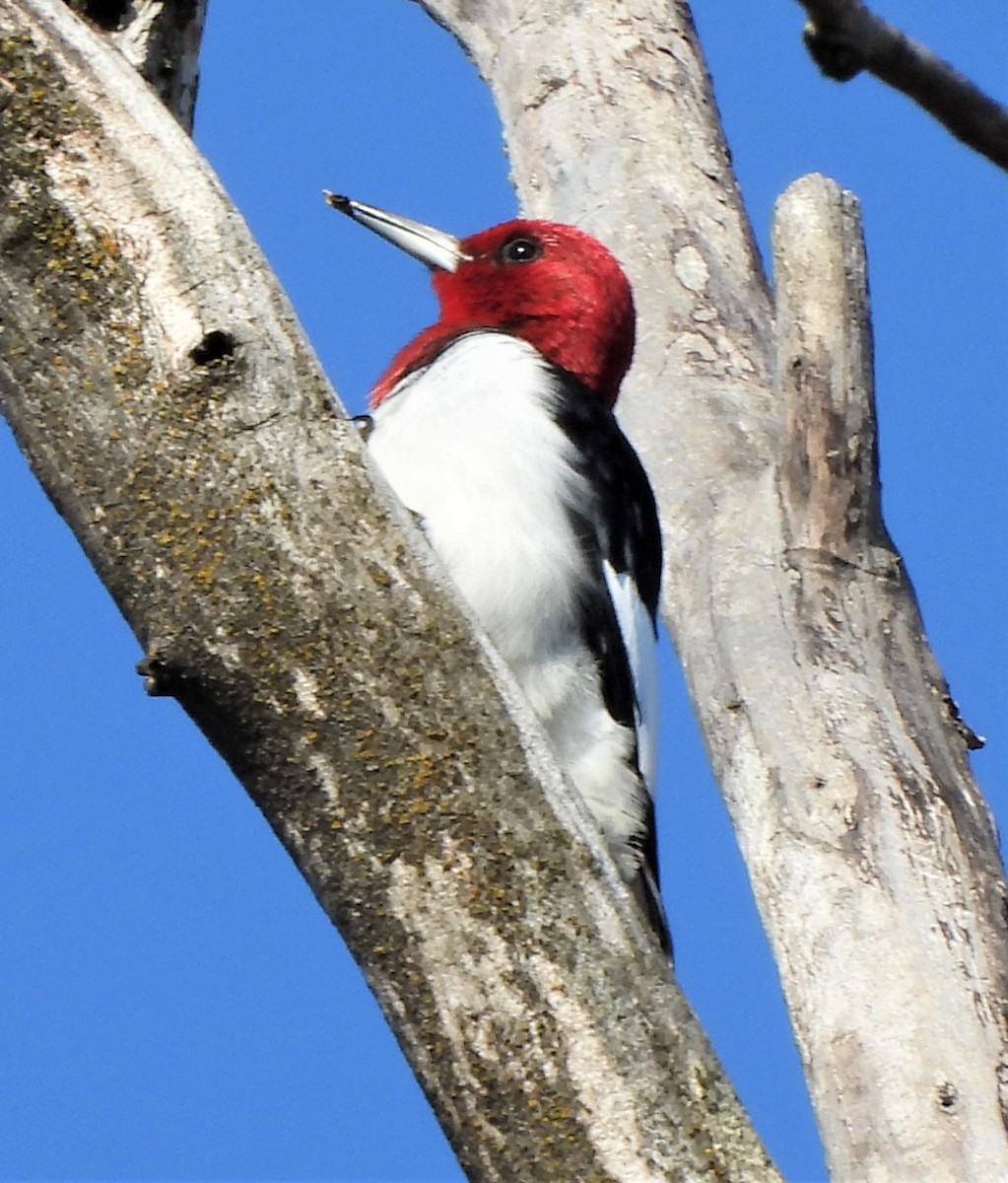 Red-headed Woodpecker - ML425461821
