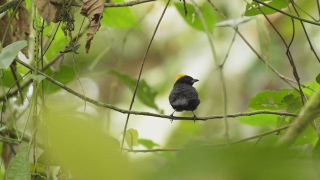Tawny-crested Tanager - ML425463911