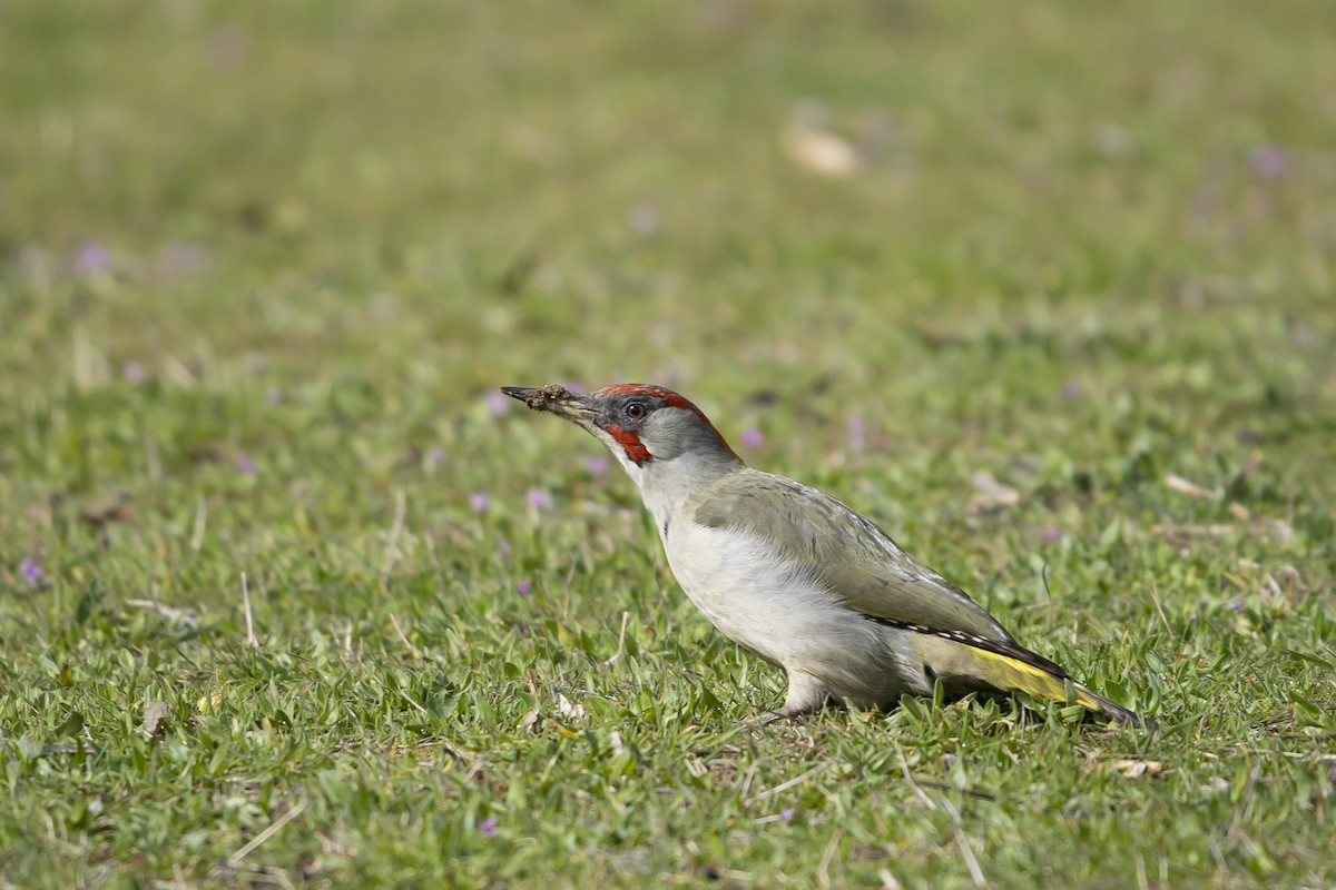 Iberian Green Woodpecker - ML425464101