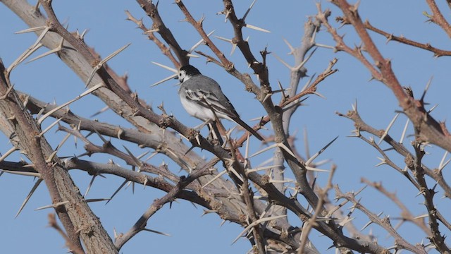 White Wagtail (White-faced) - ML425466331
