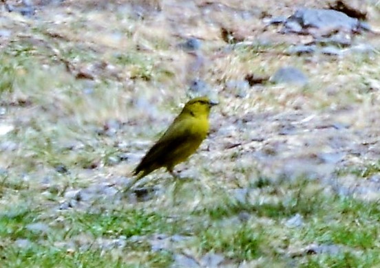 Greenish Yellow-Finch - Neil Wingert