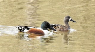 Blue-winged Teal, ML425468761
