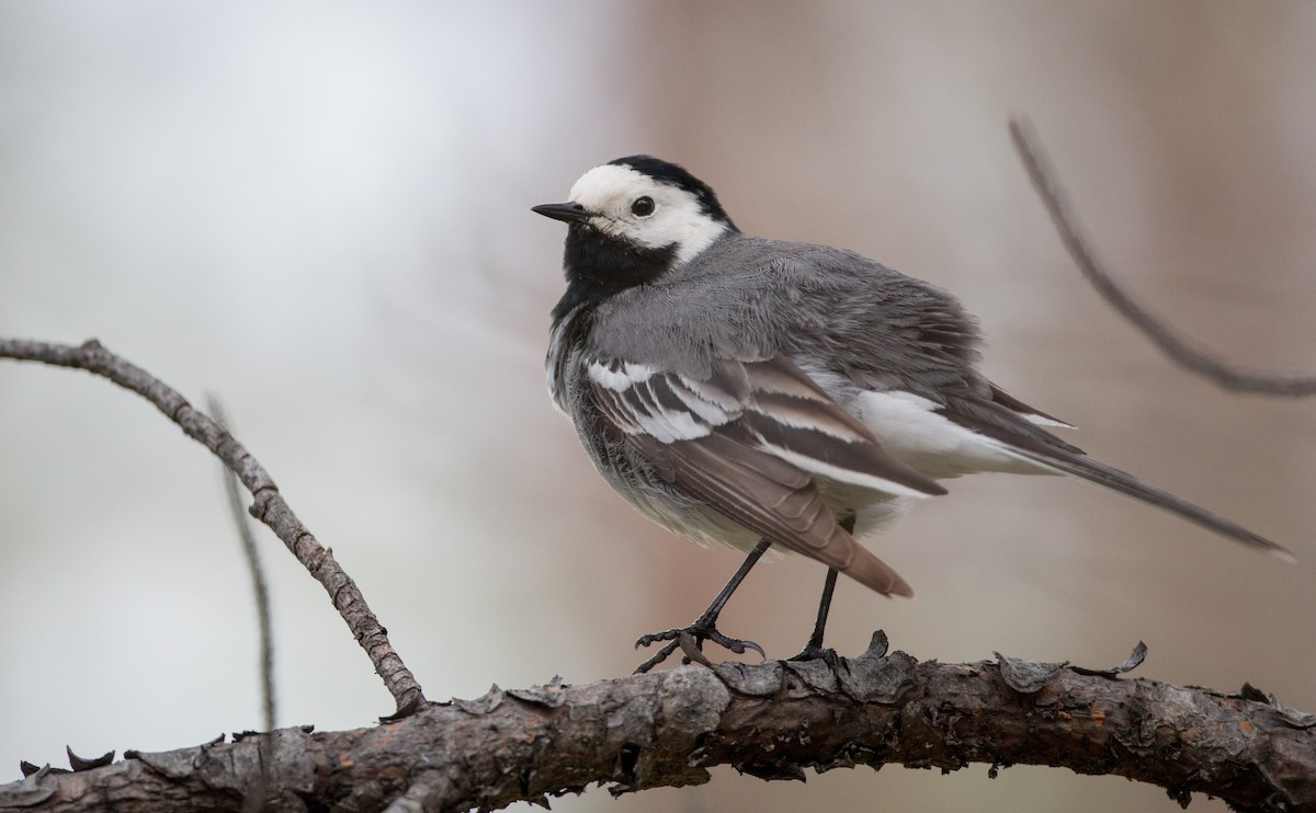 White Wagtail (White-faced) - ML42547941