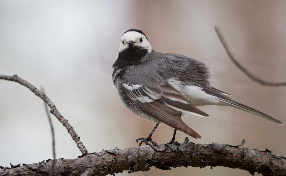 White Wagtail (White-faced) - ML42547951