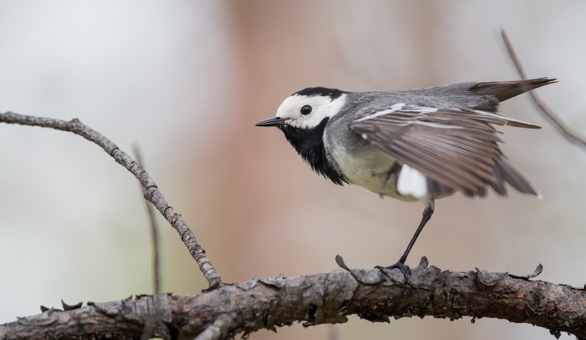 White Wagtail (White-faced) - ML42547961