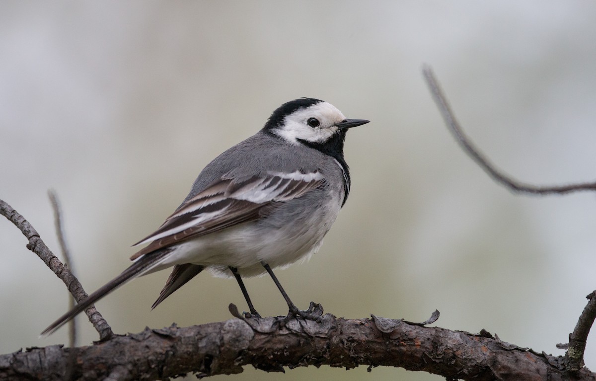 White Wagtail (White-faced) - ML42547971