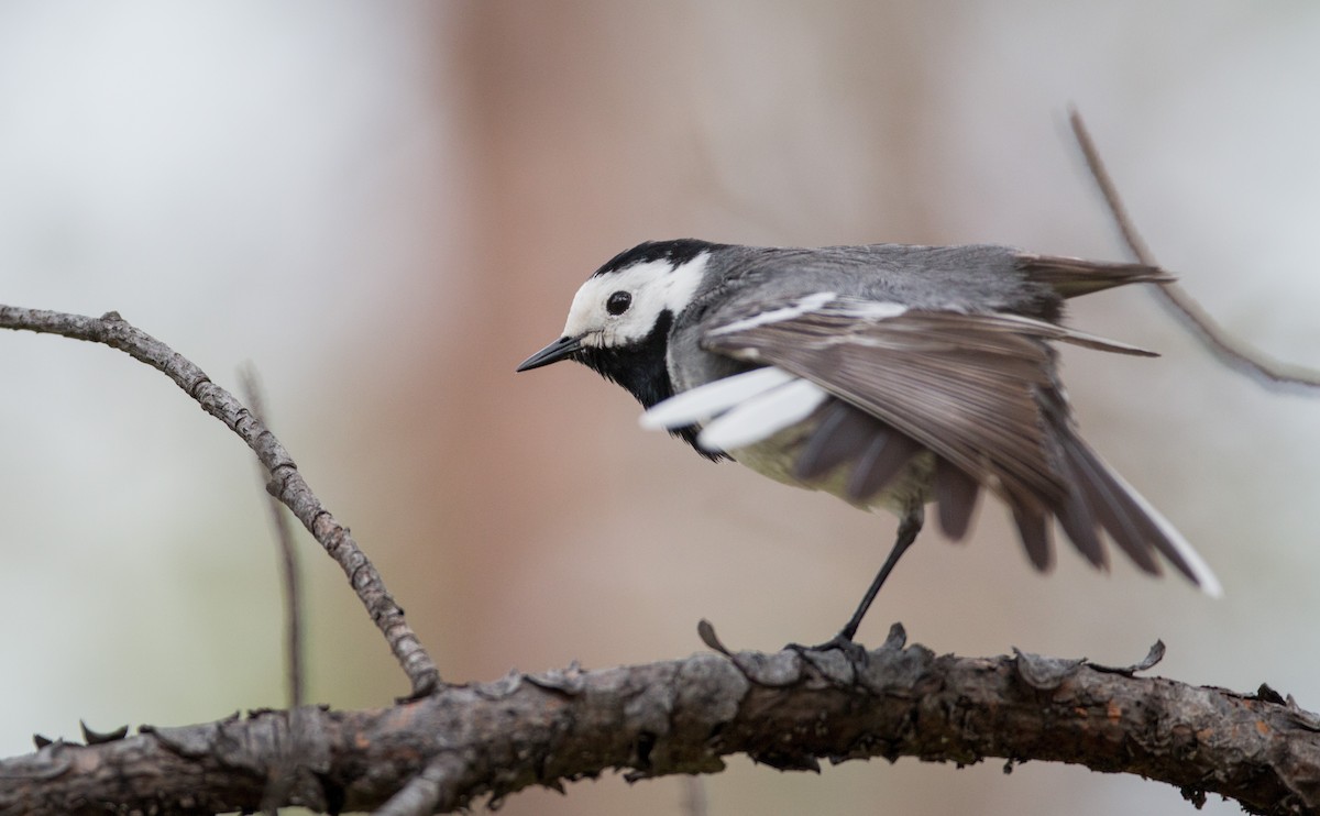 White Wagtail (White-faced) - ML42547981