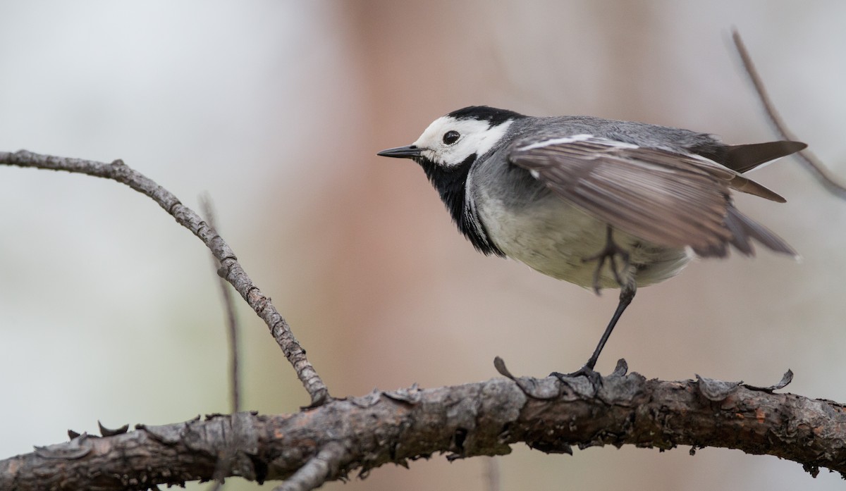 White Wagtail (White-faced) - ML42548031