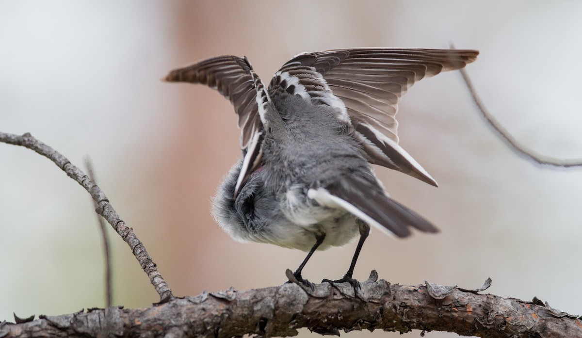 White Wagtail (White-faced) - ML42548041