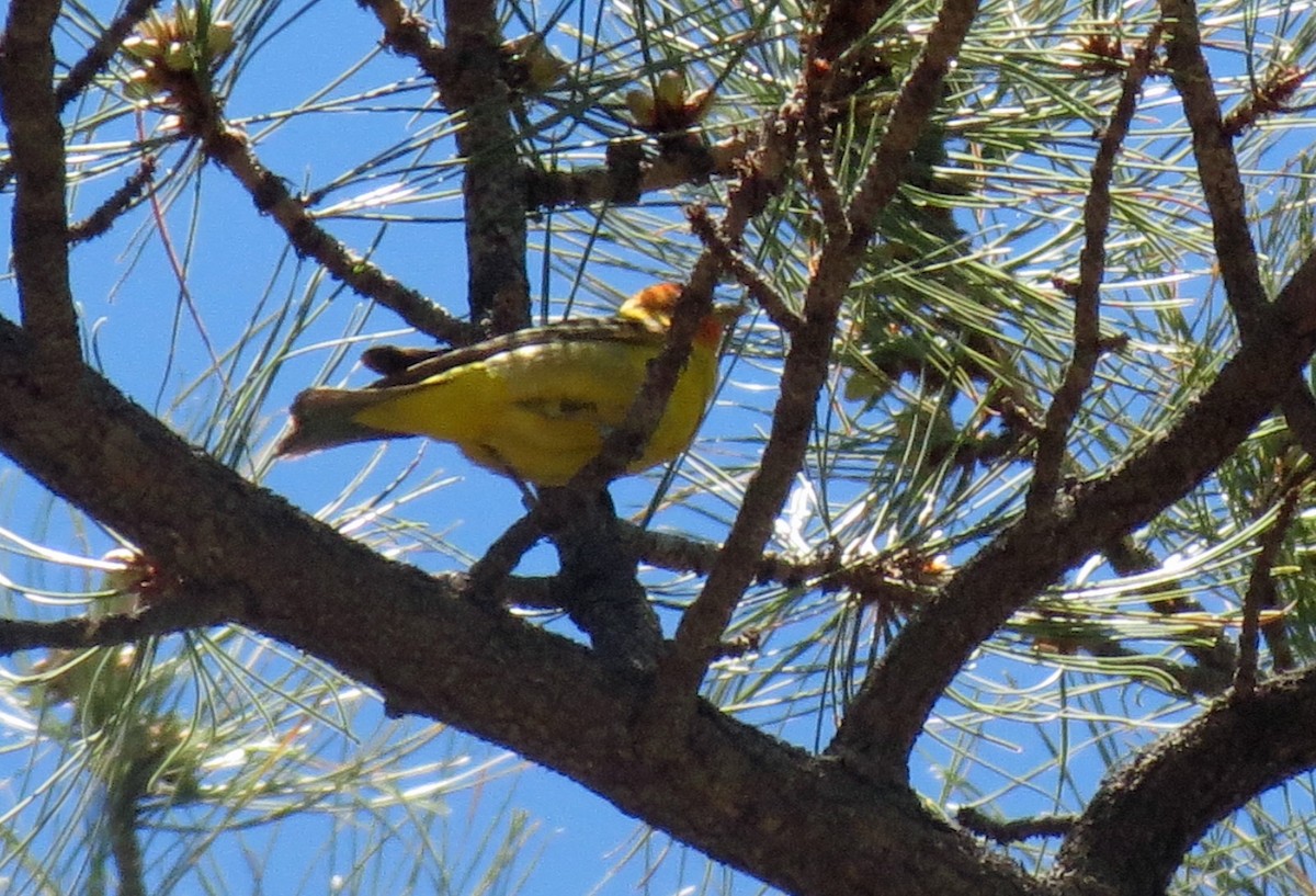 Western Tanager - ML425482451