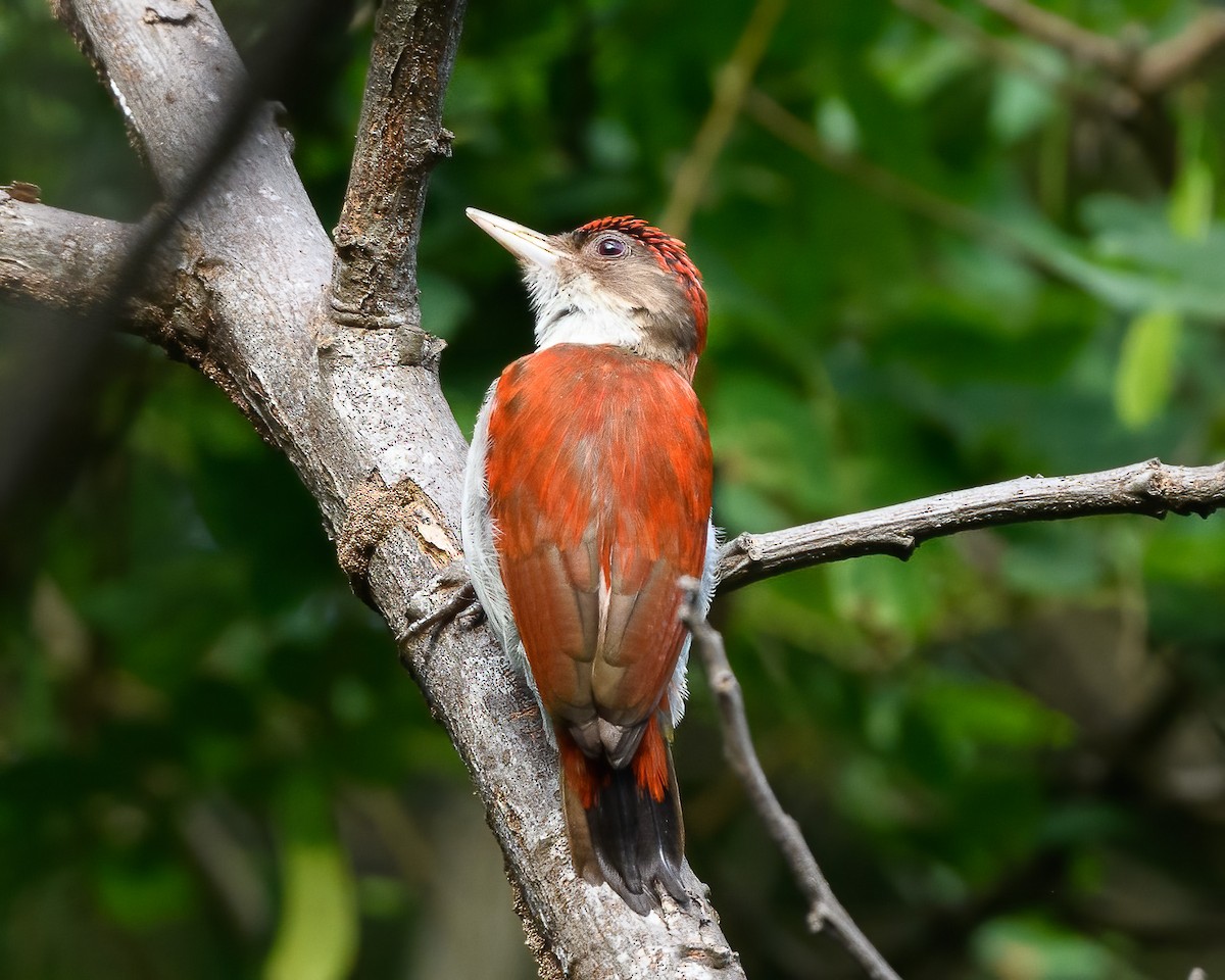 Scarlet-backed Woodpecker - ML425486561