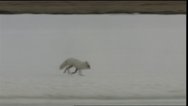 Arctic Fox - ML425492