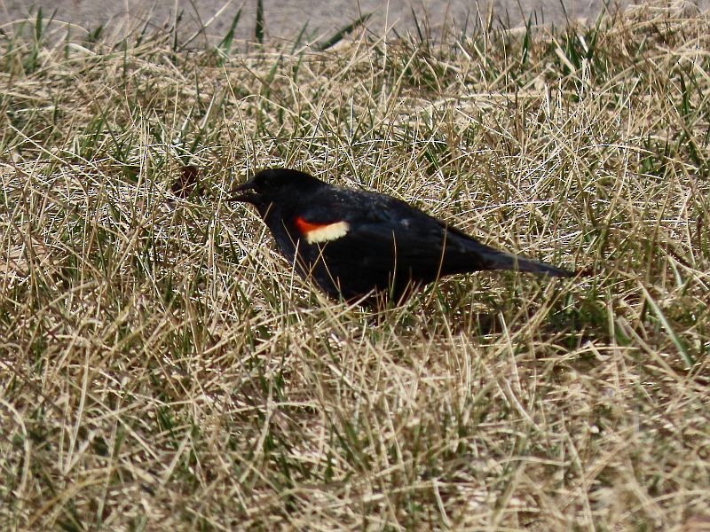 Red-winged Blackbird - ML425494701