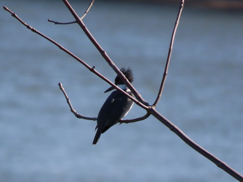 Belted Kingfisher - ML425494741