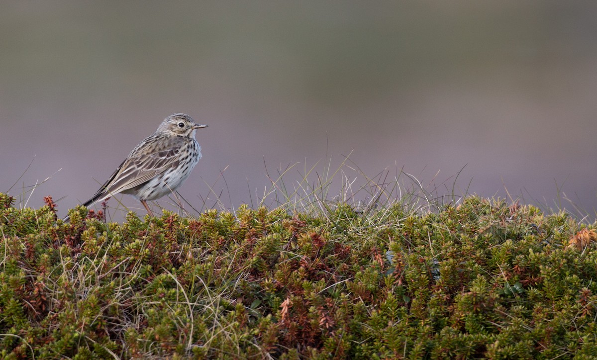 Meadow Pipit - ML42549571