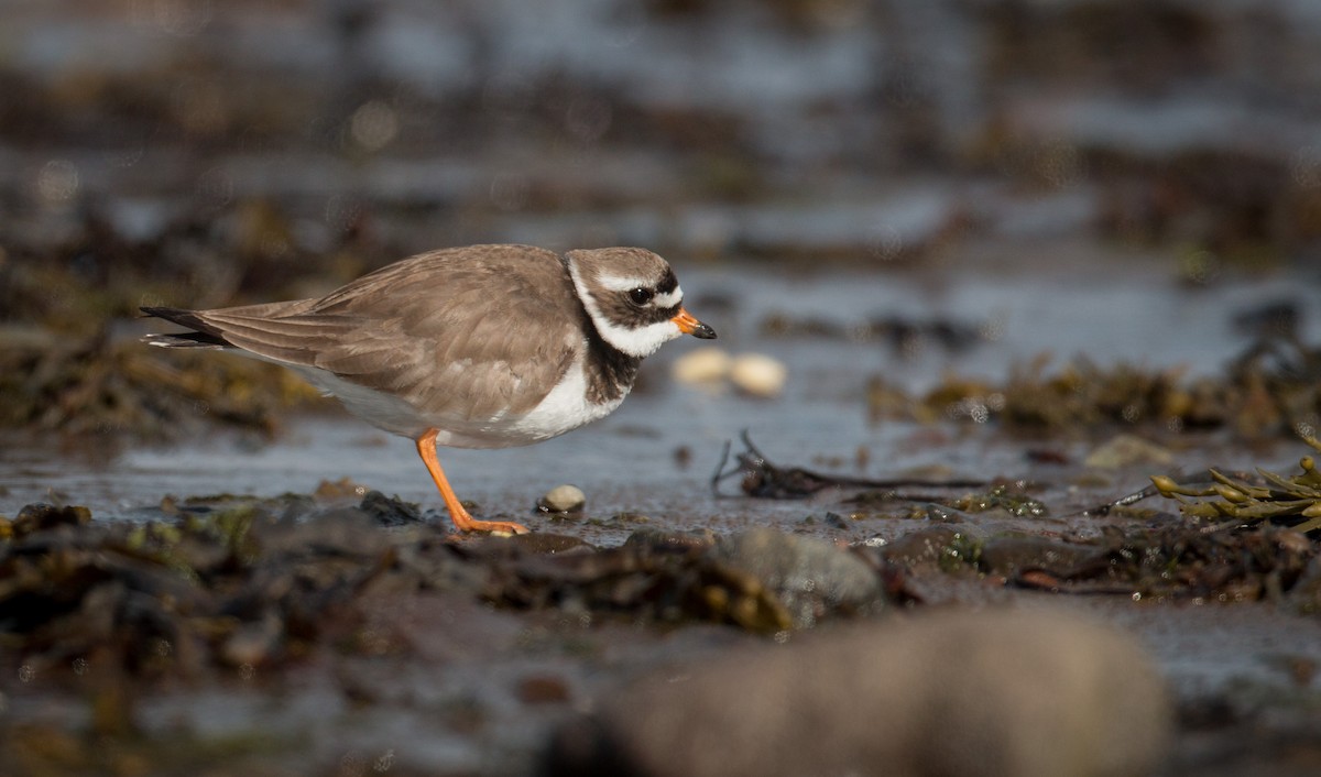 Common Ringed Plover - ML42549621