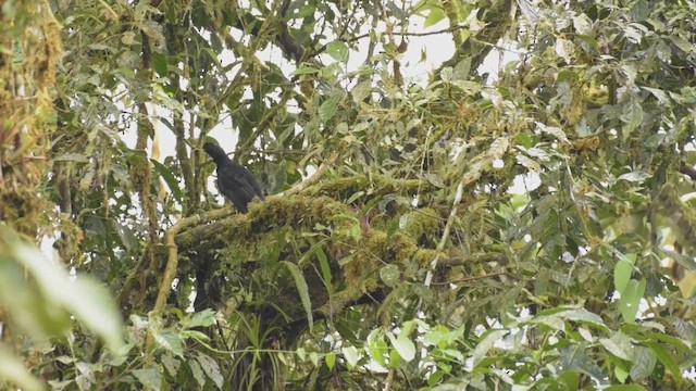 Эквадорская зонтичная птица - ML425505541
