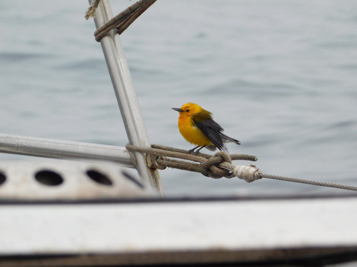Prothonotary Warbler - Leiv Poncet