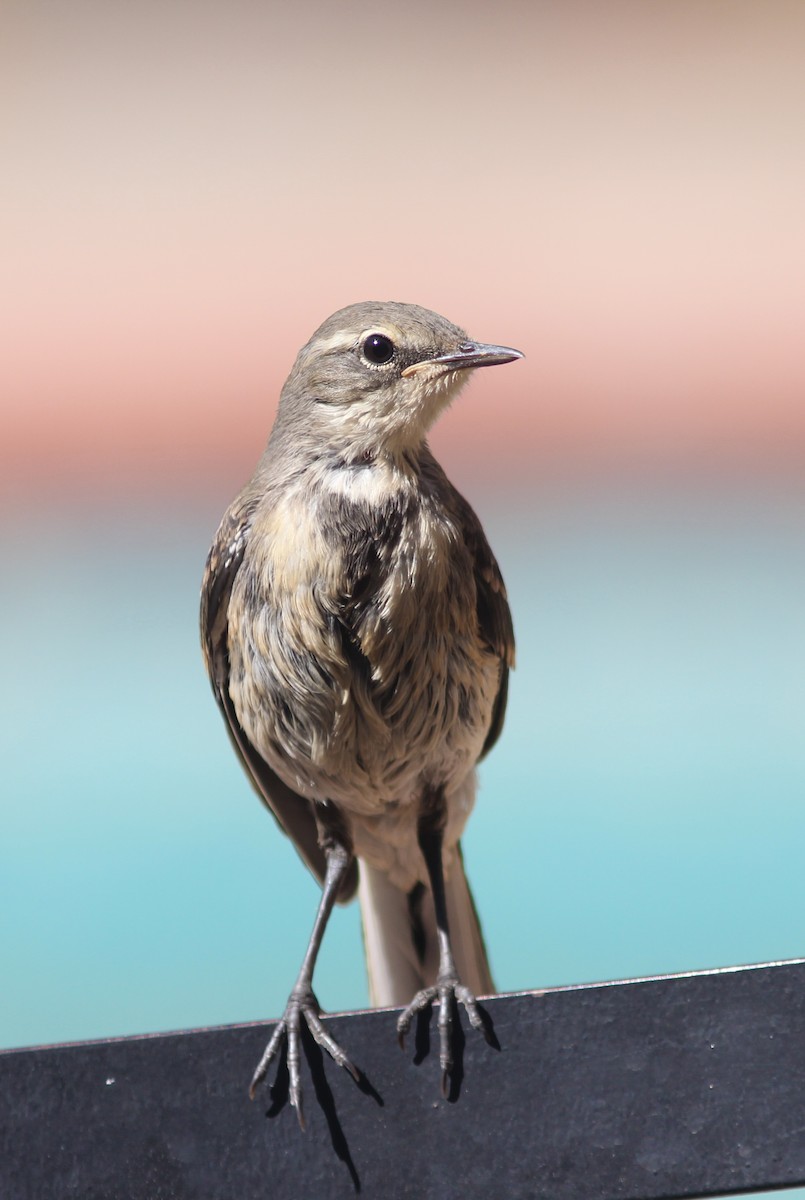 Cape Wagtail - ML425516501