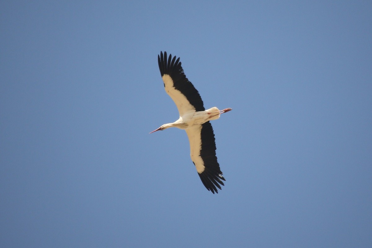 White Stork - ML42551801