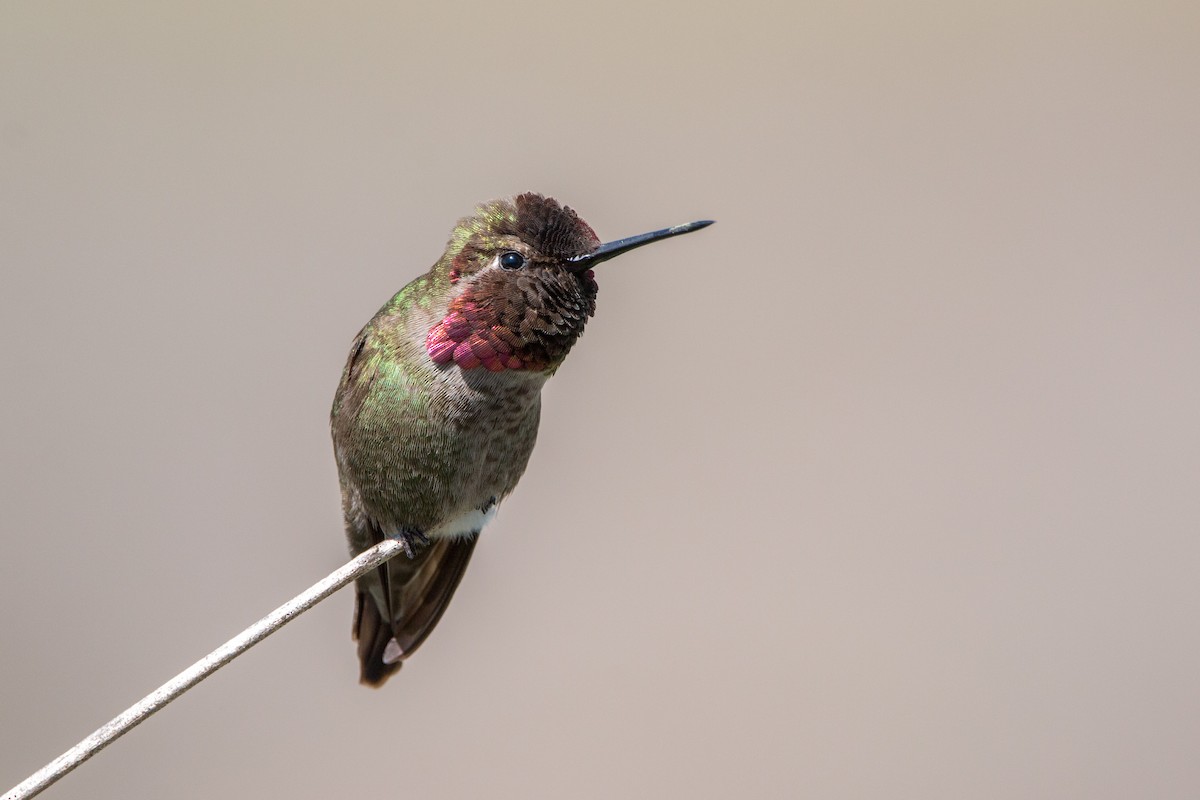 Anna's Hummingbird - BAL Land