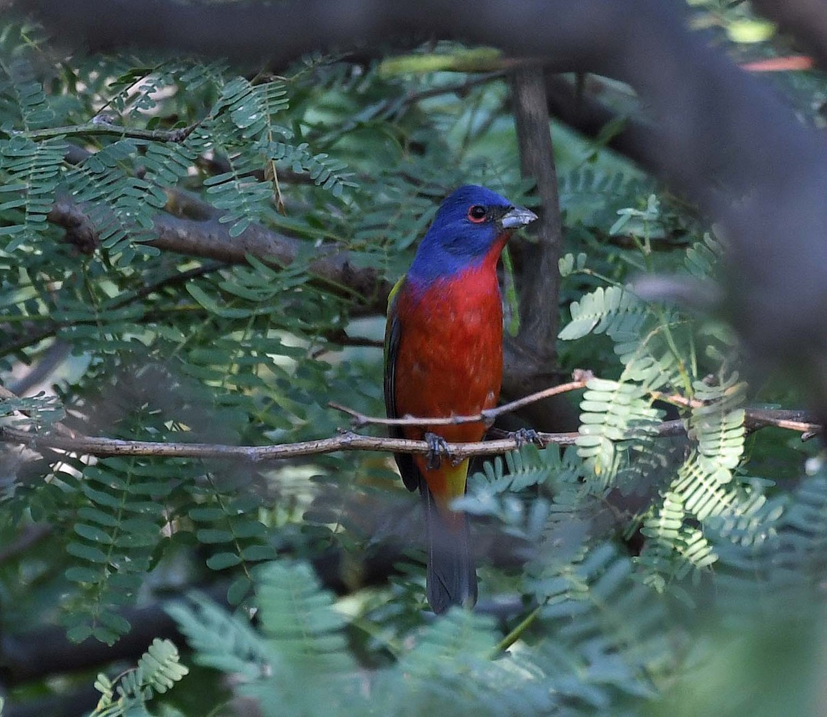 Painted Bunting - ML425521721