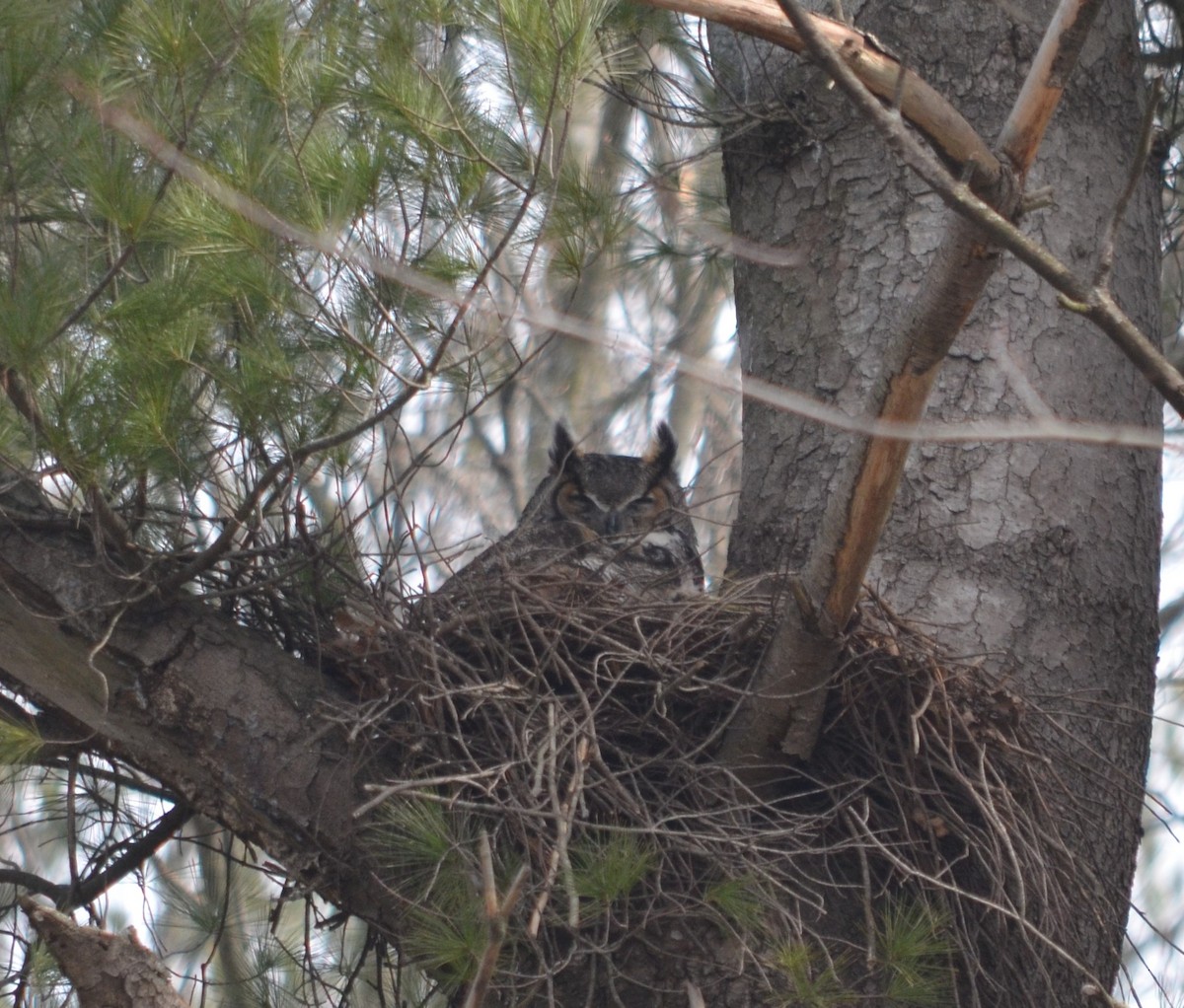 Great Horned Owl - ML425525431