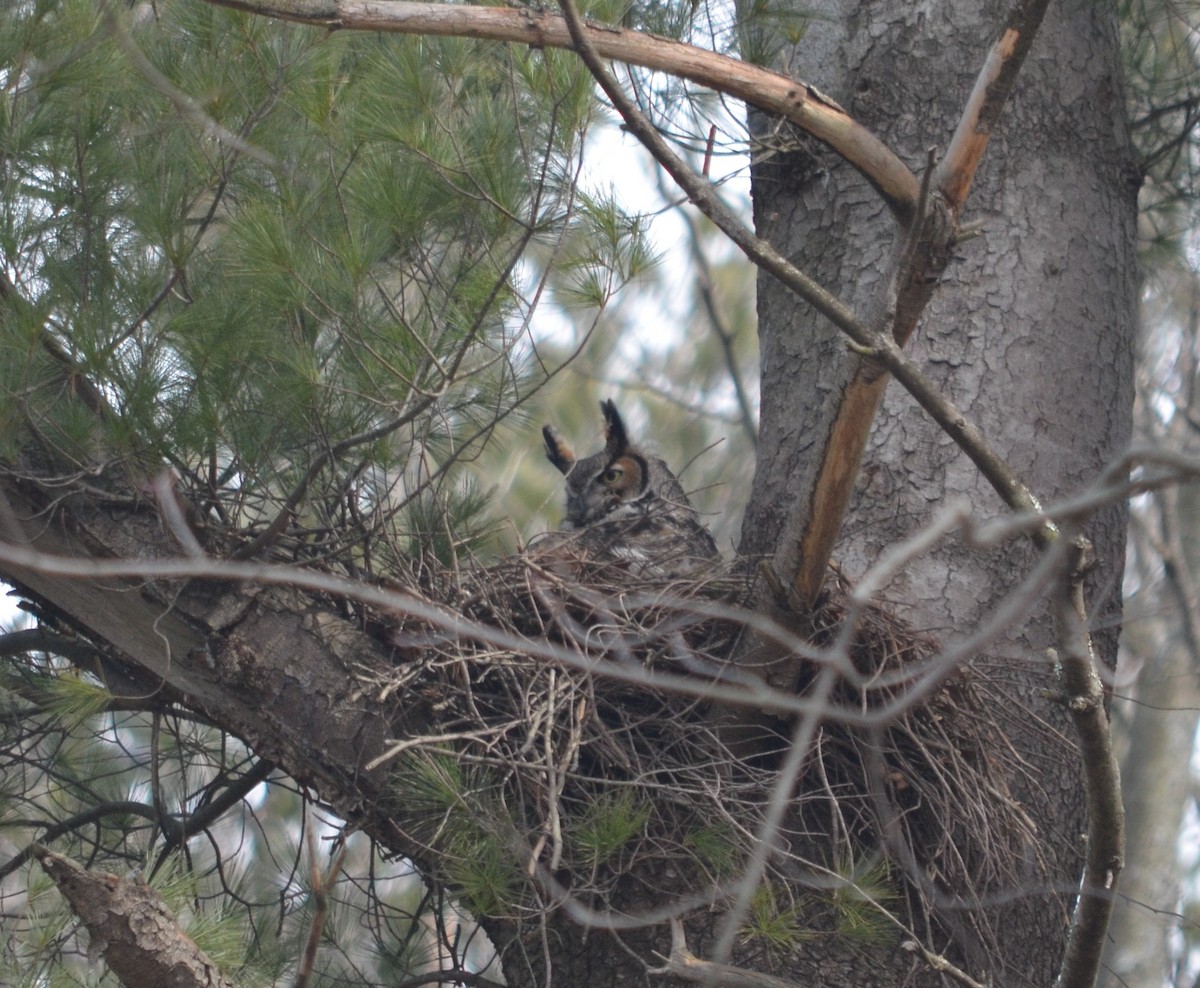 Great Horned Owl - ML425525441