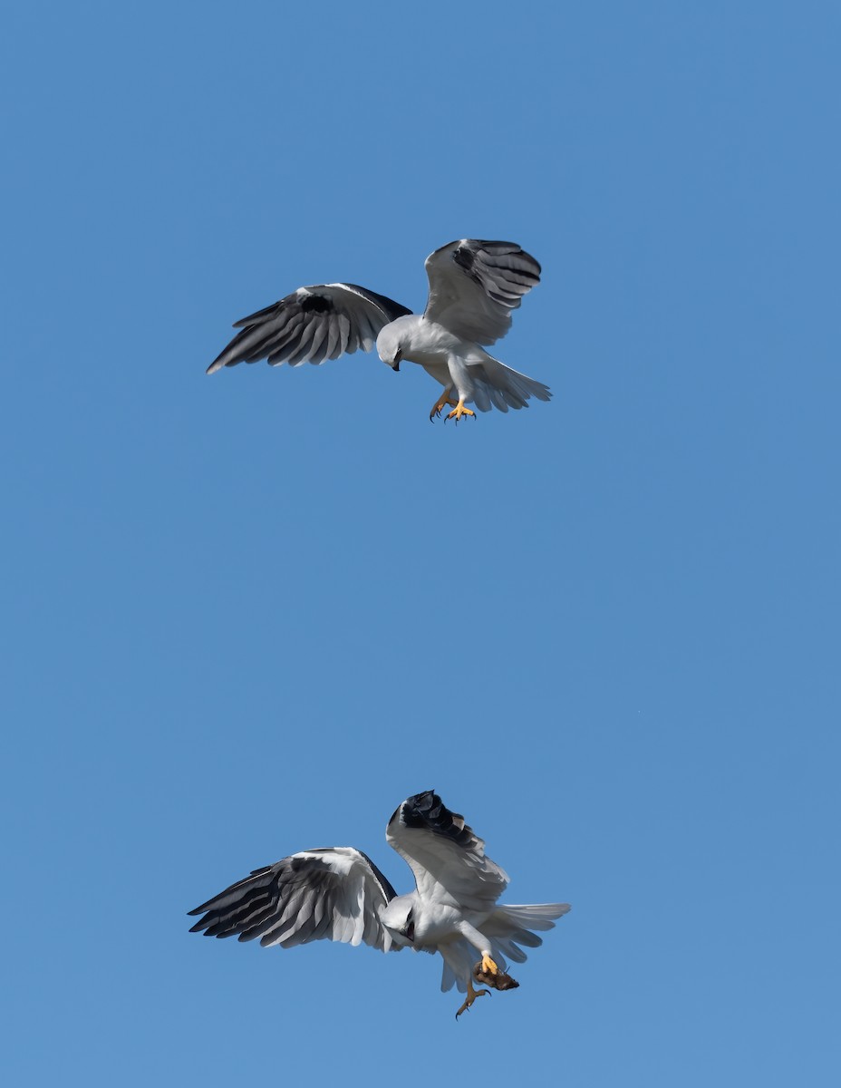 Black-shouldered Kite - ML425526111