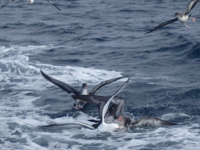 Birds fighting with Kelp Gull (<em class="SciName notranslate">Larus dominicanus</em>) for food. - Pink-footed Shearwater - 