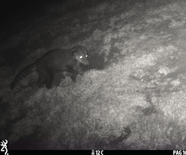 South American coati (<em>Nasua nasua</em>) is one of the introduced mammals in the Juan Fernández Islands and are a verified predator of Pink-footed Shearwater. - Pink-footed Shearwater - 