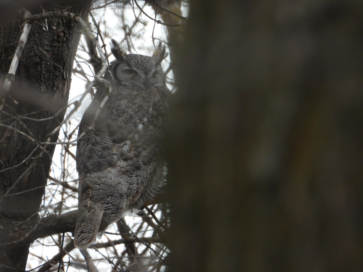 Great Horned Owl - ML425536711