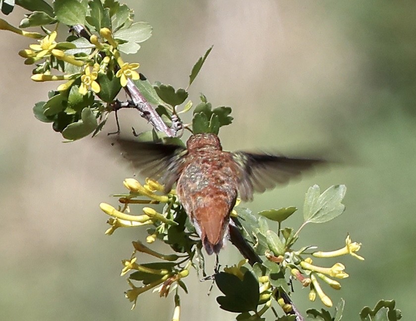 Rufous Hummingbird - ML425539701