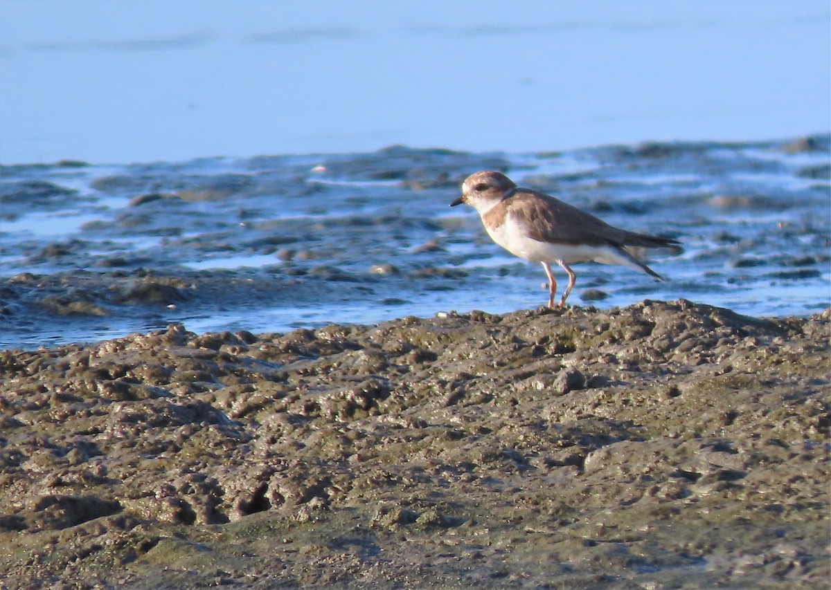 Semipalmated Plover - ML425539991
