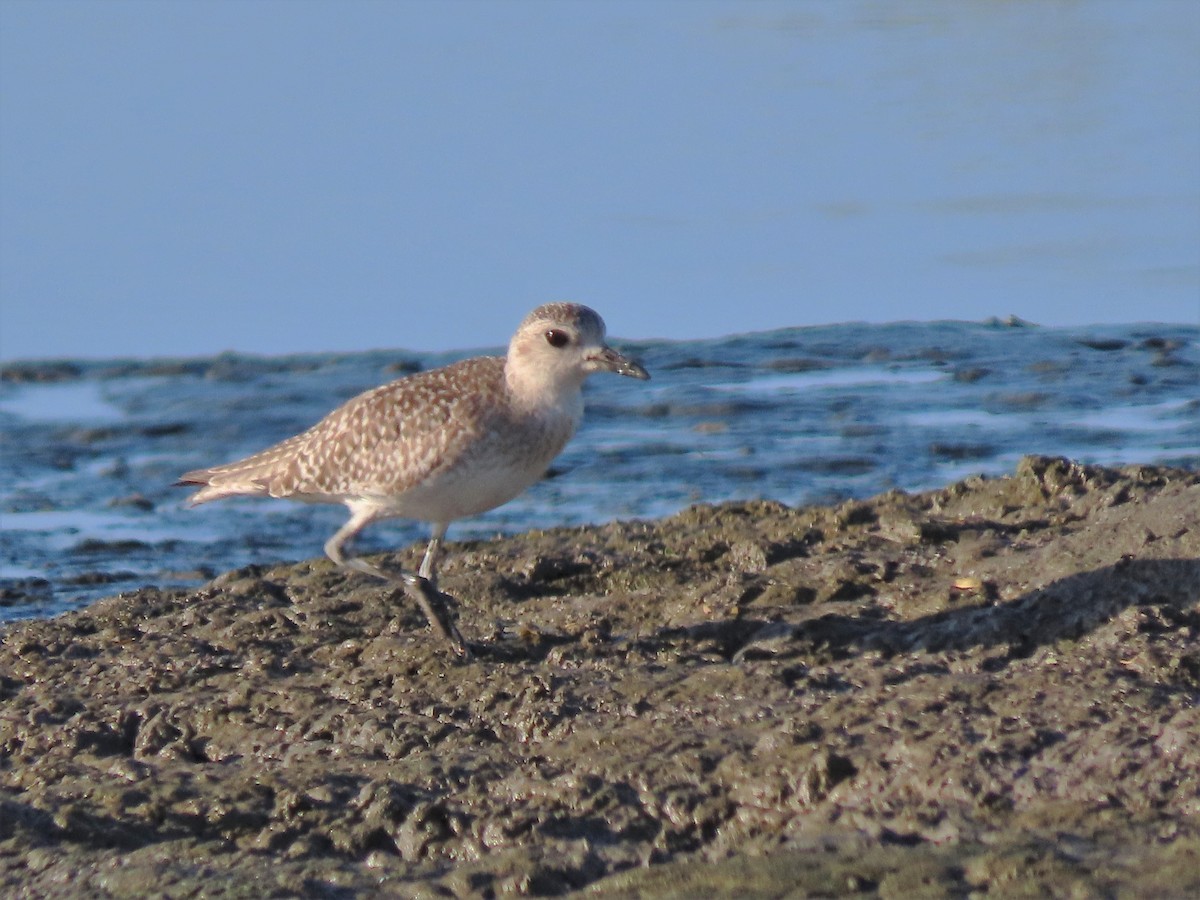 Black-bellied Plover - Alfonso Auerbach