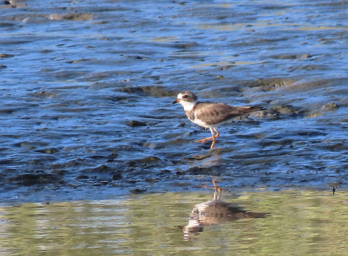 Semipalmated Plover - ML425541071