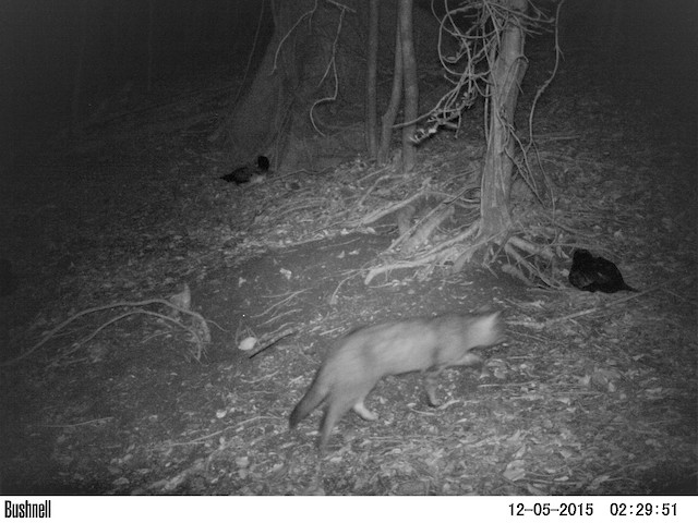 Feral cat (<em>Felis catus</em>) on a breeding colony on Isla Mocha. - Pink-footed Shearwater - 