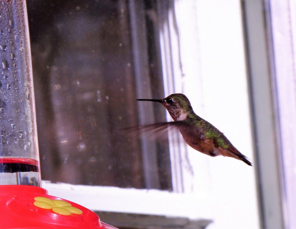 Calliope Hummingbird - Rick Kittinger