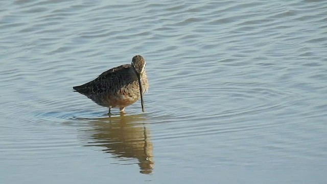 Long-billed Dowitcher - ML425544741