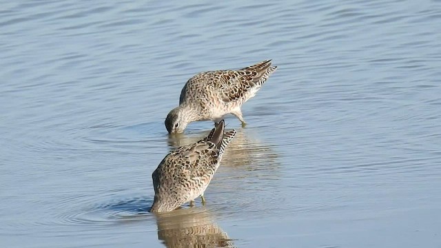 Long-billed Dowitcher - ML425545101