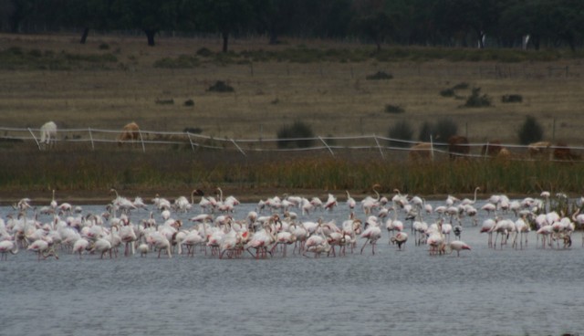 © Alexandre Hespanhol Leitão - Greater Flamingo