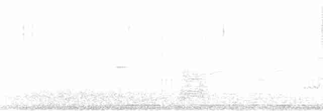 orel bělohlavý - ML42555