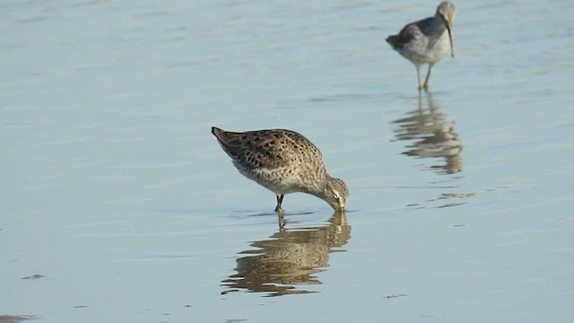 Long-billed Dowitcher - ML425551591