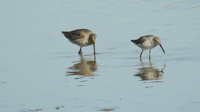 Long-billed Dowitcher - ML425552261