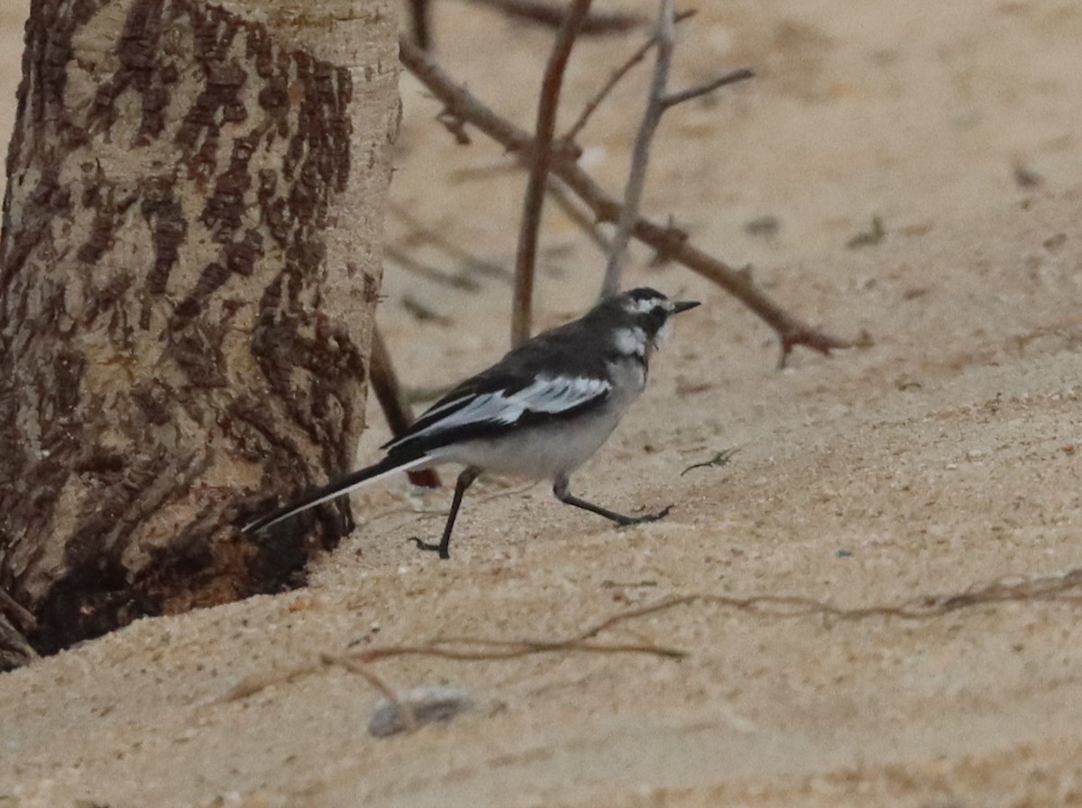 African Pied Wagtail - ML425552331