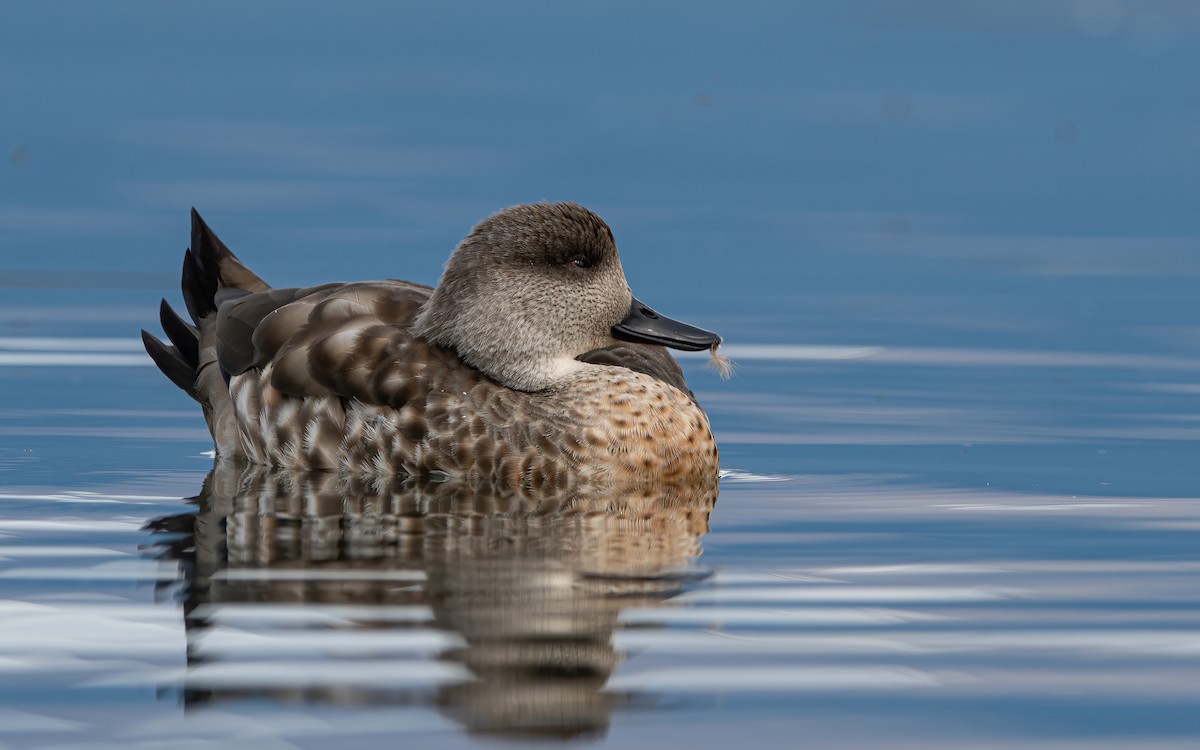 Crested Duck - ML425553681