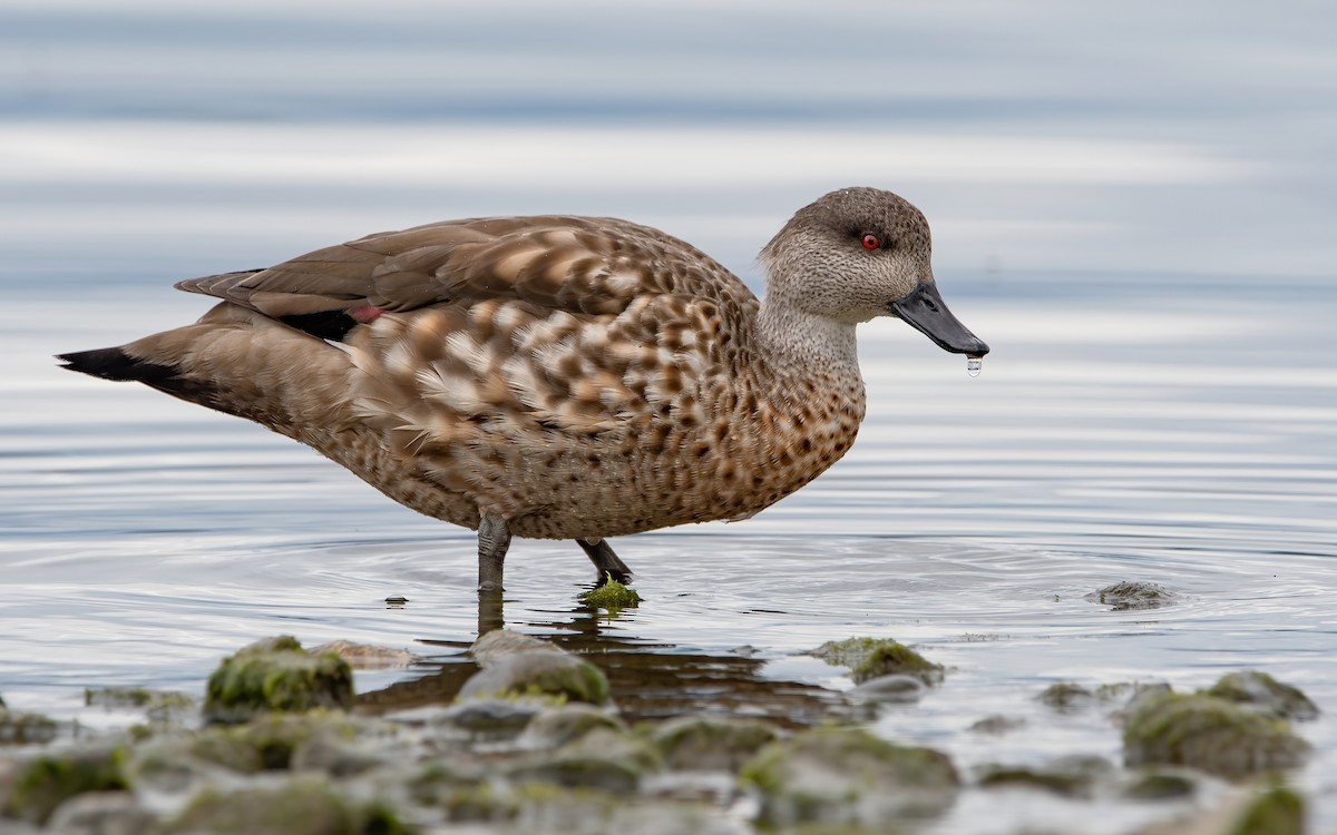 Crested Duck - ML425553761