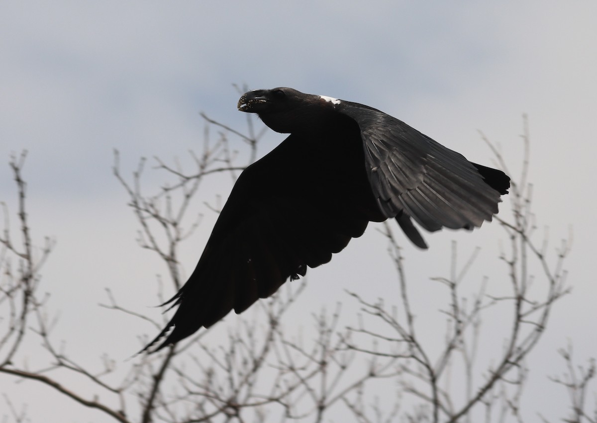 White-necked Raven - ML425554211