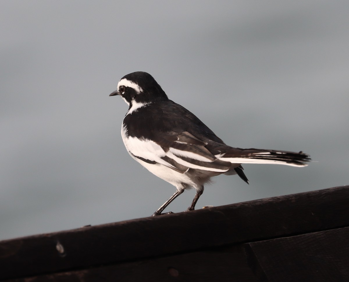 African Pied Wagtail - Lindy Fung